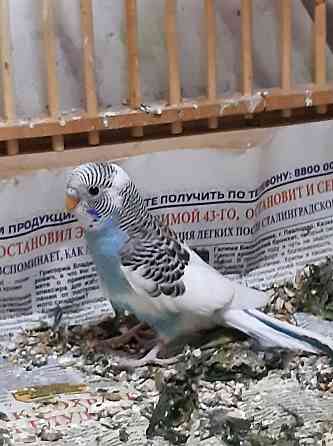 Продаю волнистых попугаев. Возраст 2 мес. Домашнего размножения. Almaty
