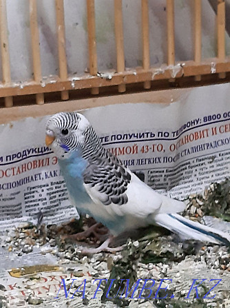 I sell wavy parrots. Age 2 months Home breeding. Almaty - photo 4
