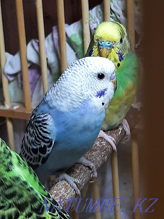I sell wavy parrots. Age 2 months Home breeding. Almaty - photo 2