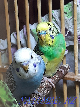 I sell wavy parrots. Age 2 months Home breeding. Almaty - photo 3