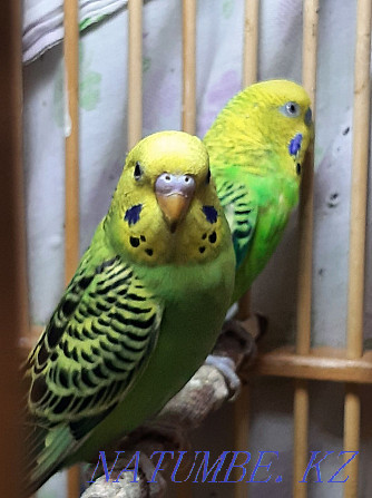 I sell wavy parrots. Age 2 months Home breeding. Almaty - photo 1