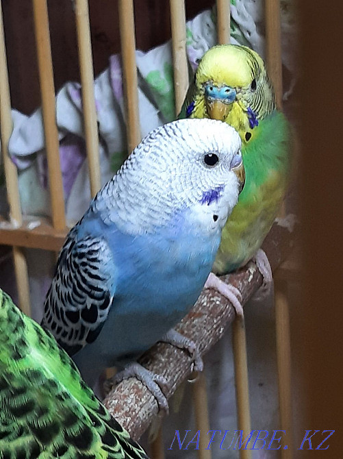 Продаю волнистых попугаев. Возраст 2 мес. Домашнего размножения. Алматы - изображение 2