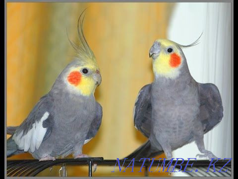 Попугаи кореллы в Живом Мире Павлодар - изображение 1