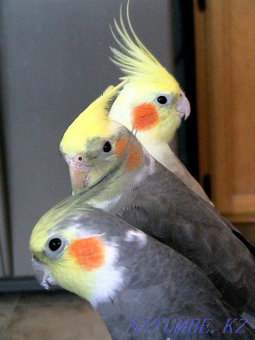 Попугаи кореллы в Живом Мире Павлодар - изображение 2