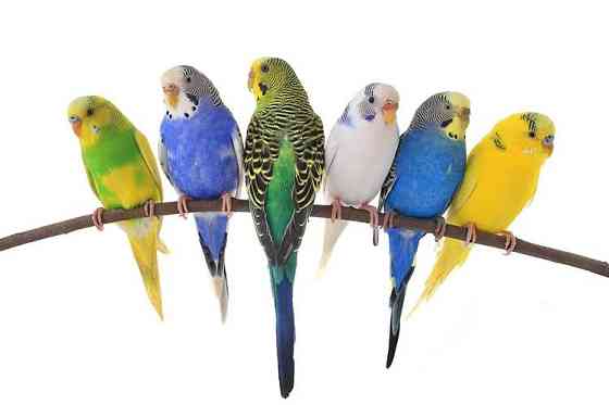 Волнистые попугаи в зоомагазине Живой Мир Павлодар