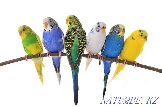 Волнистые попугаи в зоомагазине Живой Мир Павлодар - изображение 1