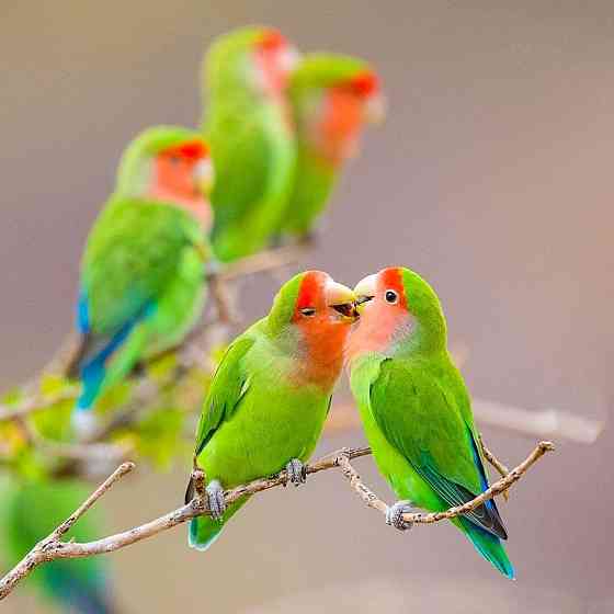 Попугаи Неразлучники в Живом Мире Pavlodar
