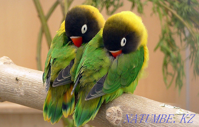 Lovebird Parrots in the Living World Pavlodar - photo 2