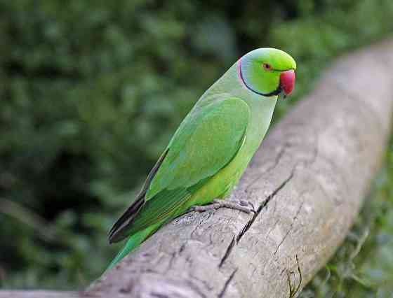 Ожереловый попугай в Живом Мире Pavlodar