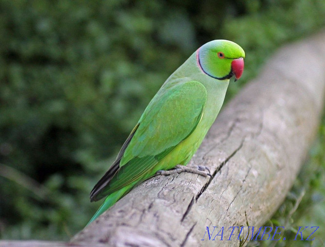 Necklace parrot in the Living World Pavlodar - photo 2