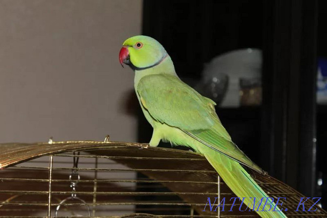 Ожереловый попугай в Живом Мире Павлодар - изображение 3