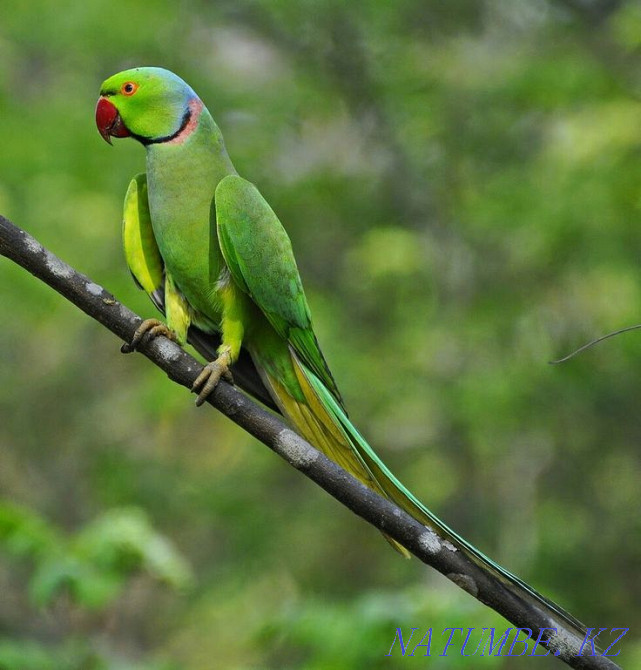 Тірі әлемде ожерелье попугая  Павлодар  - изображение 1