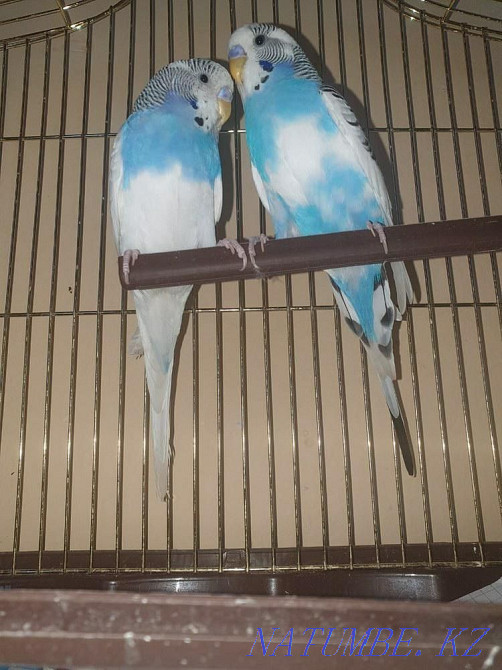 budgerigars им. Жанкожа батыра - photo 1