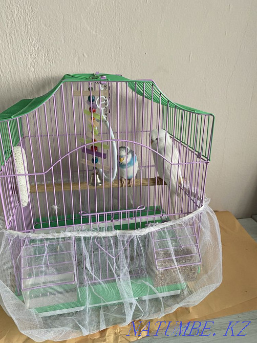 Parrot 2pcs Kyzylorda - photo 1