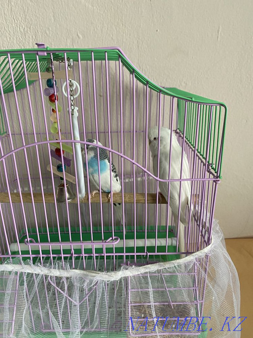 Parrot 2pcs Kyzylorda - photo 3
