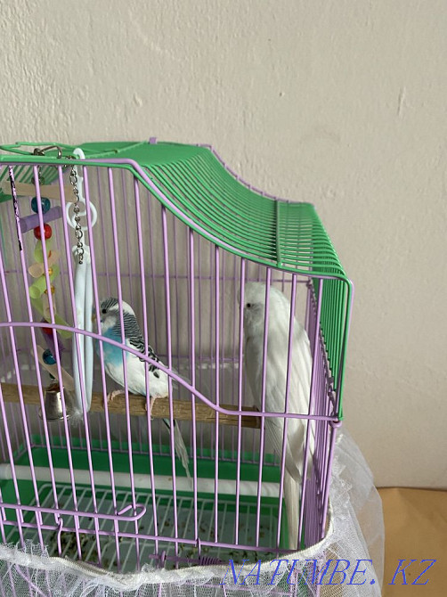 Parrot 2pcs Kyzylorda - photo 2