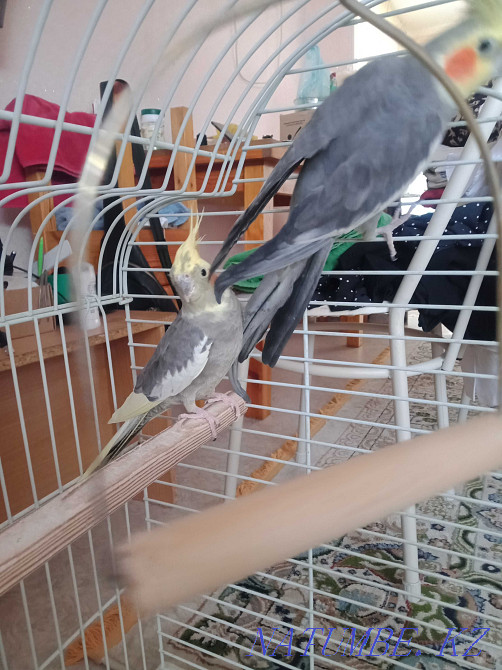 Попугаи каррело Актау - изображение 1