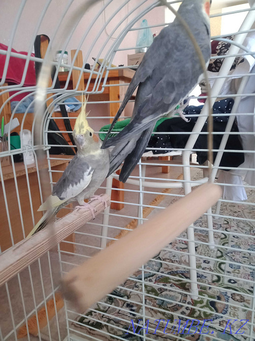 Попугаи каррело Актау - изображение 3