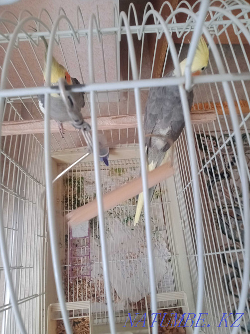 Попугаи каррело Актау - изображение 2