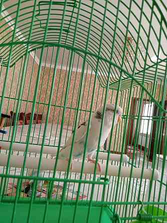 Волнистый попугай Shymkent