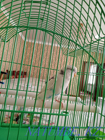 Волнистый попугай Шымкент - изображение 1