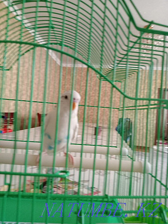 Волнистый попугай Шымкент - изображение 2