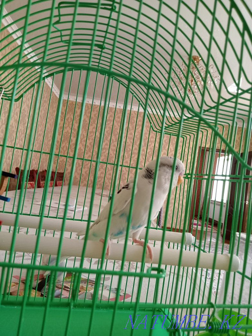 Budgerigar Shymkent - photo 1