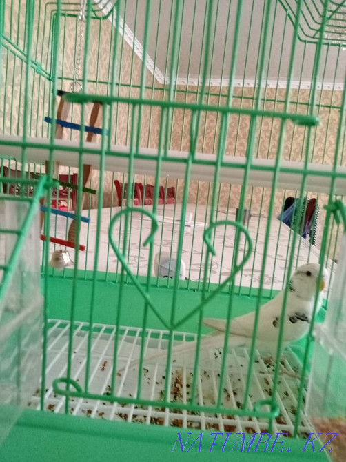 Budgerigar Shymkent - photo 4