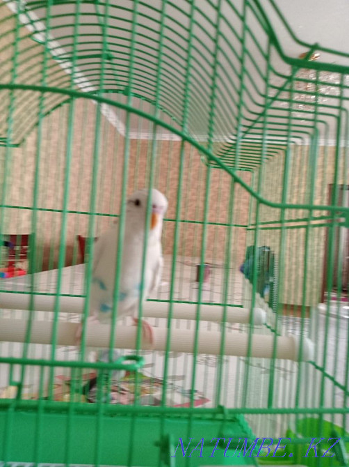 Budgerigar Shymkent - photo 2