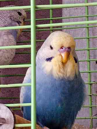 Продам птенцов выставочных волнистых попугаев Astana