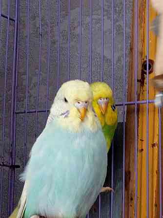 Продам птенцов выставочных волнистых попугаев Astana