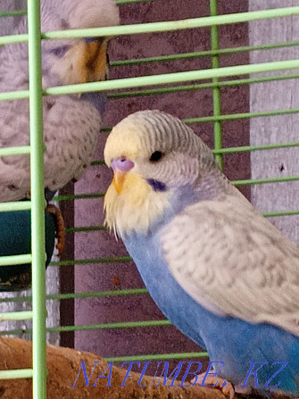I will sell chicks of exhibition wavy parrots Astana - photo 2