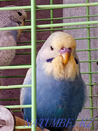 I will sell chicks of exhibition wavy parrots Astana - photo 1