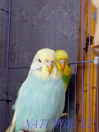 I will sell chicks of exhibition wavy parrots Astana - photo 4