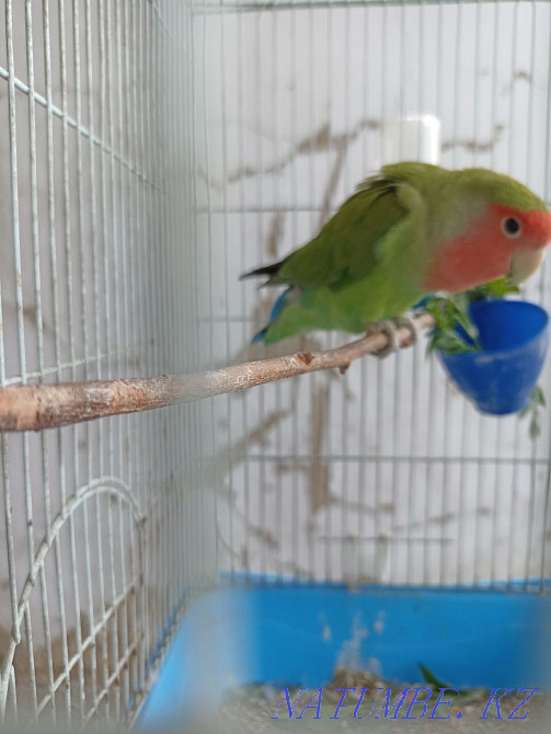 Попугай неразлучник Алматы - изображение 2