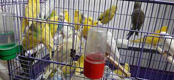 Волнистые попугаи Pavlodar