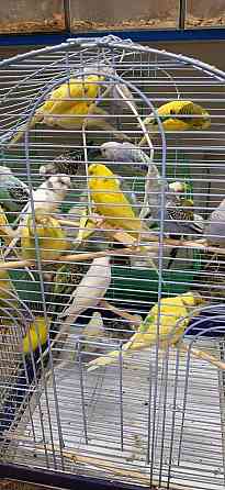 Волнистые попугаи Pavlodar