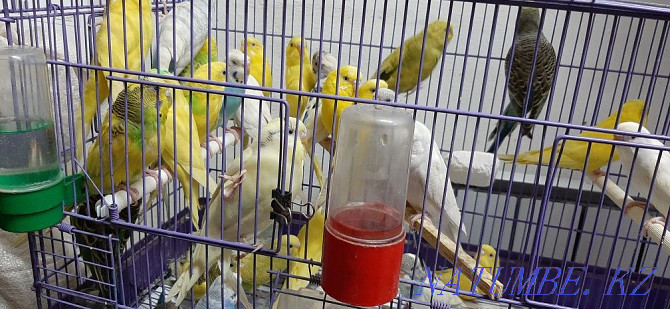 budgerigars Pavlodar - photo 2