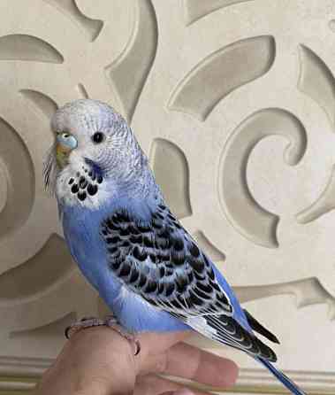 Выставочный волнистый попугай Алматы
