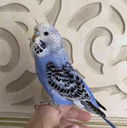 Выставочный волнистый попугай Алматы