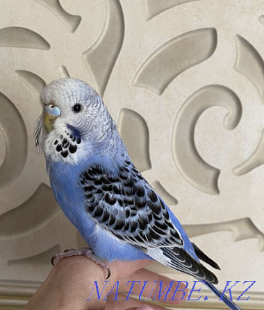 Выставочный волнистый попугай Алматы - изображение 4