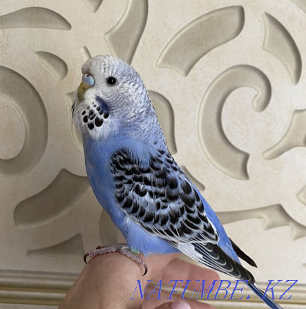 Выставочный волнистый попугай Алматы - изображение 3