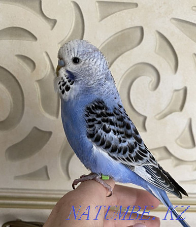 Выставочный волнистый попугай Алматы - изображение 1
