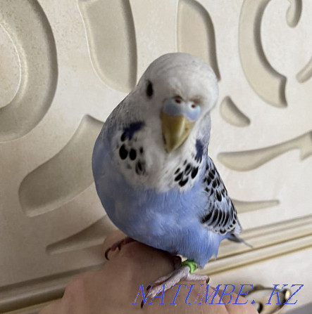 Выставочный волнистый попугай Алматы - изображение 2