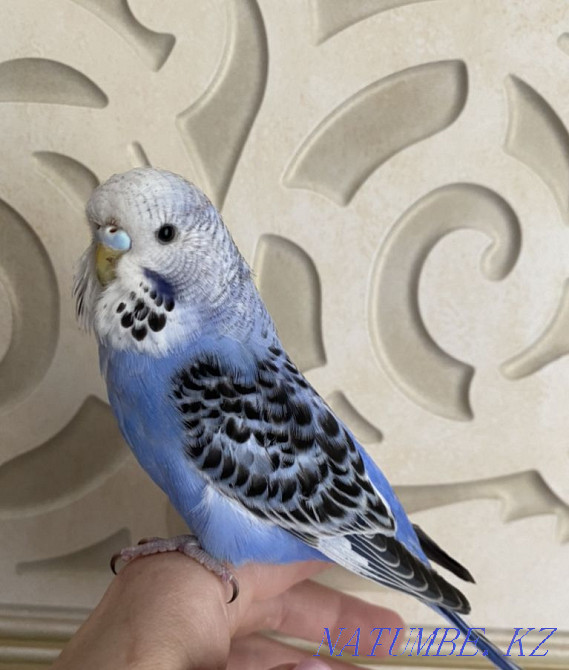 Show budgerigar Almaty - photo 4