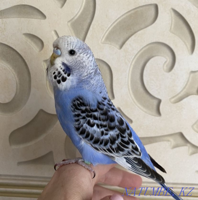 Show budgerigar Almaty - photo 3