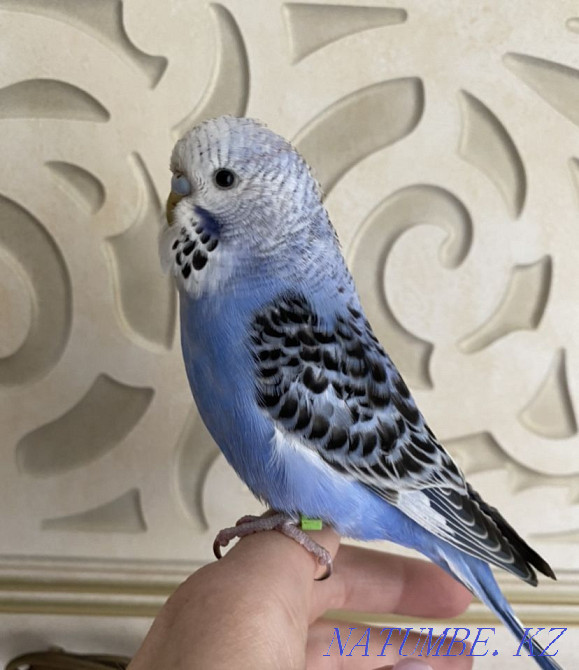 Show budgerigar Almaty - photo 1