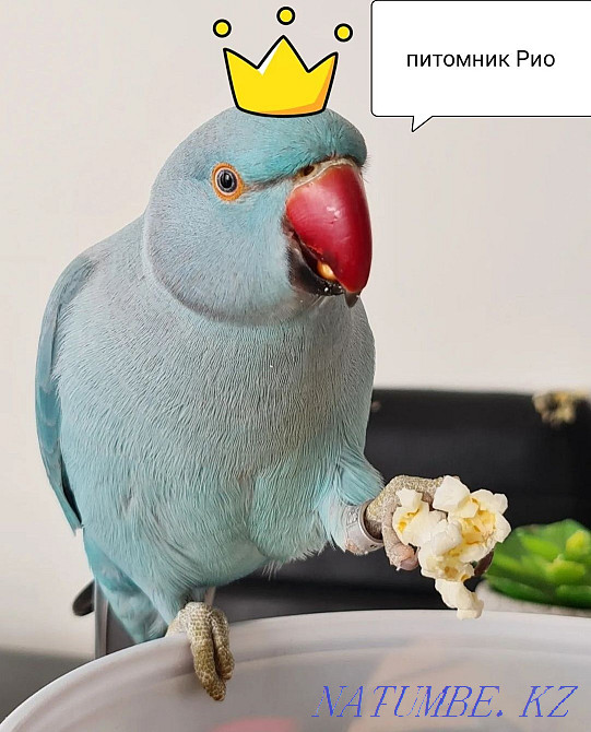 parakeet Astana - photo 1