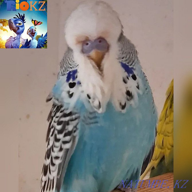 Малыши выстовачные попугаев Чехов Алматы - изображение 1