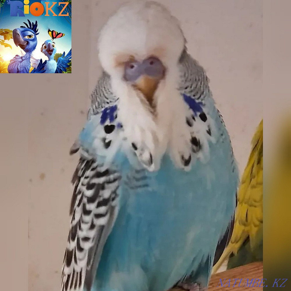 Малыши выстовачные попугаев Чехов Алматы - изображение 1